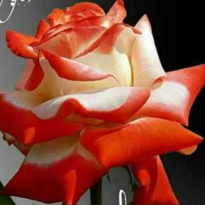 Meet your Posher, Alicia